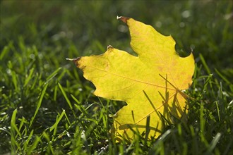 Fallen yellow leaf on green grass.