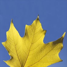Yellow leaf against a blue sky.