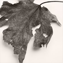 Still life of a dead leaf.