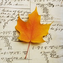 Closeup of an autumn leaf.