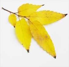 Still life of yellow autumn leaves.