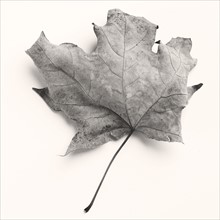Still life of a dead leaf.