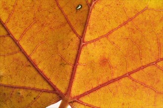 Extreme closeup of an autumn leaf.