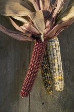 Still life of Indian corn.