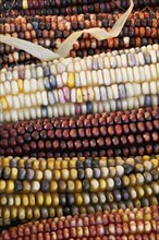 Closeup of Indian corn.