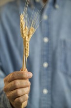 Farmer holding a shaft of wheat.