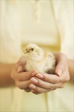 Woman holding a baby chick.