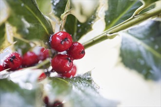 Closeup of holly berries.
