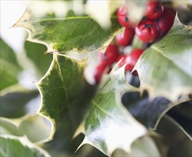 Closeup of holly leaves with berries.