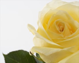Closeup of yellow rose.