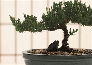 Closeup of bonsai tree in pot.