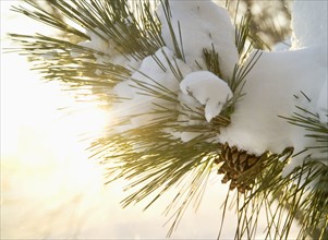 Closeup of snow covered pine bough.