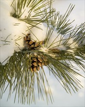 Closeup of snowy pine and pinecones.