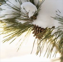 Closeup of snowy branch with pinecones.