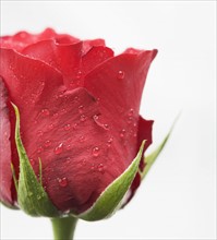 Drops of water on red rose.