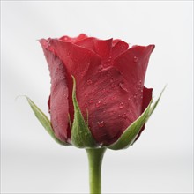 Closeup of red rose with dew.