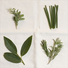 Green herbs on a white cloth.