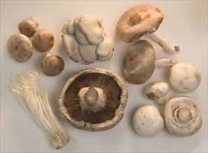 Many mushroom varieties.