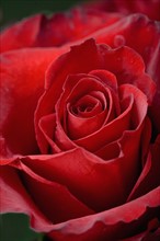 Closeup of red rose opening.