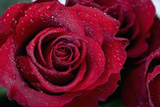 Red roses covered in water droplets.