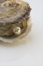 Open oyster shell with pearl.
