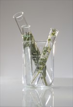 Beaker and test tubes with plants.