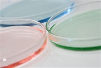 Petri dishes with colored liquid.