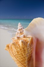 Still life of seashell at beach.