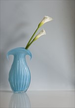Still life of calla lilies in vase.
