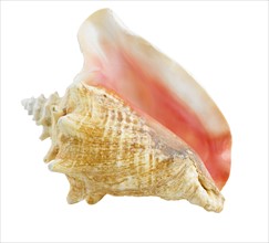 Conch shell.