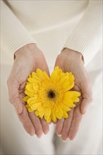 Female hands holding yellow flower.