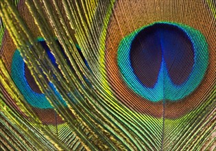 Closeup of peacock feathers.