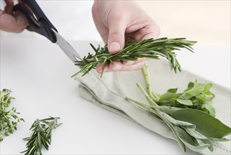 Hands cutting culinary herbs.
