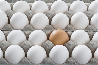 One brown egg among many white eggs.