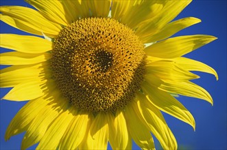 Closeup of sunflower.