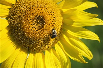 Closeup of bee on sunflower.