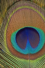 Eye of a peacock feather.