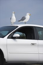 Seagulls perched on car.