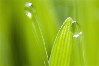 Drops of water on blades of grass.