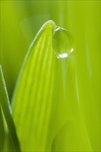 Drop of water on blade of grass.