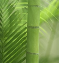 Closeup of bamboo shoot.