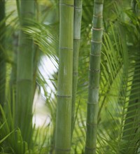 Closeup of bamboo shoots.