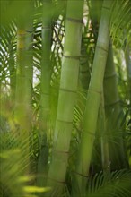 Closeup of bamboo shoots.