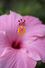 Closeup of hibiscus flower.