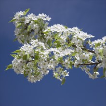 Branch of blossoming tree.