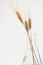 Still life of wheat in beaker.