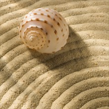 Still life of seashell and sand.
