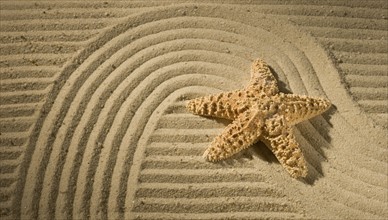Closeup of starfish on sand.