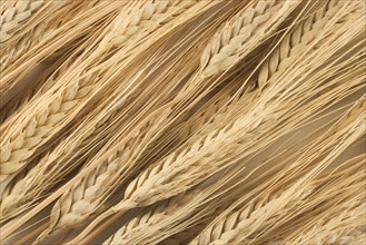 Still life of wheat.
