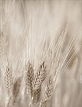 Closeup of wheat.